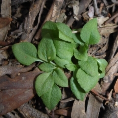 Speculantha rubescens (Blushing Tiny Greenhood) at O'Connor, ACT - 14 Sep 2017 by JanetRussell