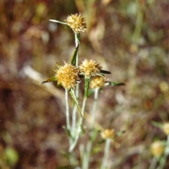 Euchiton sphaericus (Star Cudweed) at Conder, ACT - 14 Feb 2000 by michaelb