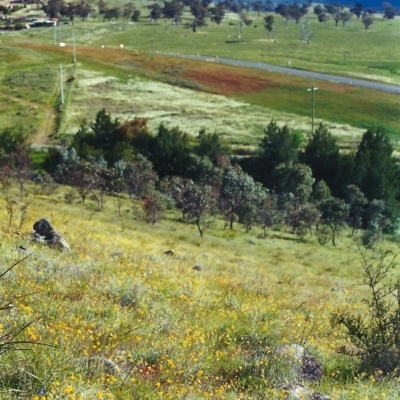 Leptorhynchos squamatus (Scaly Buttons) at Point Hut Hill - 16 Nov 2001 by michaelb