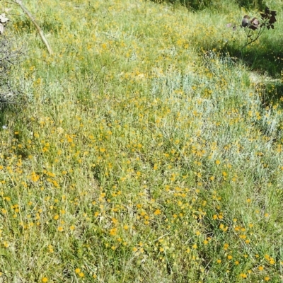 Leptorhynchos squamatus (Scaly Buttons) at Tuggeranong Hill - 9 Nov 1999 by michaelb