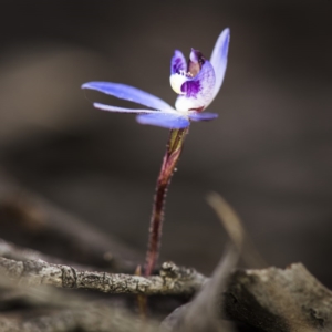 Cyanicula caerulea at Bruce, ACT - 14 Sep 2017