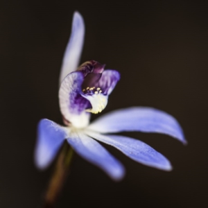 Cyanicula caerulea at Bruce, ACT - 14 Sep 2017