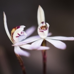 Caladenia fuscata (Dusky Fingers) at Black Mountain - 14 Sep 2017 by GlenRyan