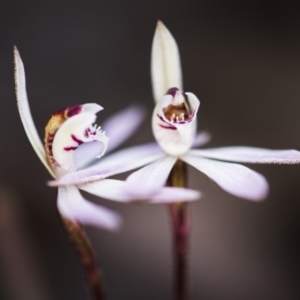 Caladenia fuscata at Bruce, ACT - 14 Sep 2017