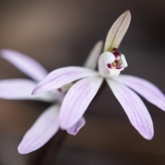 Caladenia fuscata at Bruce, ACT - 14 Sep 2017