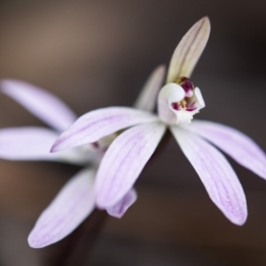 Caladenia fuscata at Bruce, ACT - 14 Sep 2017