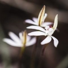 Caladenia fuscata at Bruce, ACT - 14 Sep 2017