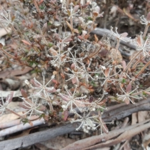 Pomax umbellata at Canberra Central, ACT - 15 Sep 2017 10:51 AM