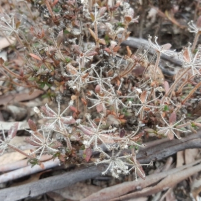 Pomax umbellata (A Pomax) at Canberra Central, ACT - 15 Sep 2017 by Mike