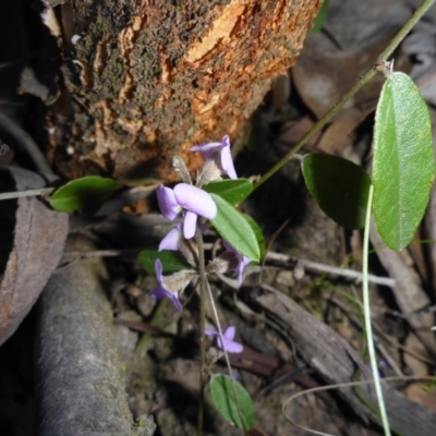 Hovea heterophylla (Common Hovea) at O'Connor, ACT - 14 Sep 2017 by JanetRussell