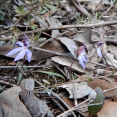 Cyanicula caerulea (Blue Fingers, Blue Fairies) at Point 3852 - 14 Sep 2017 by CathB