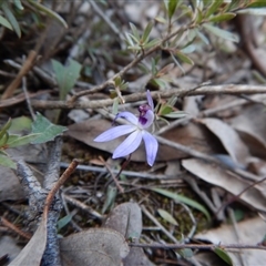 Cyanicula caerulea at Point 3852 - 14 Sep 2017