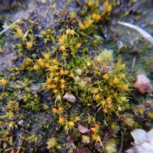 Pleuridium sp. at Belconnen, ACT - 10 Sep 2017 01:48 PM