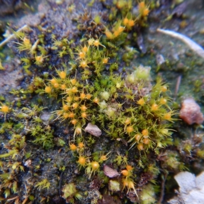 Pleuridium sp. at Mount Painter - 10 Sep 2017 by CathB