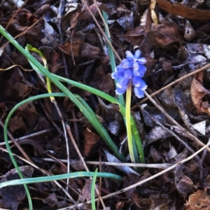 Muscari armeniacum at Hughes, ACT - 16 Sep 2017