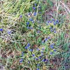 Muscari armeniacum at Hughes, ACT - 16 Sep 2017