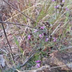 Glycine clandestina (Twining Glycine) at Kambah, ACT - 15 Sep 2017 by RosemaryRoth