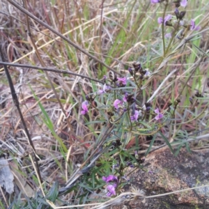 Glycine clandestina at Kambah, ACT - 15 Sep 2017 01:52 PM