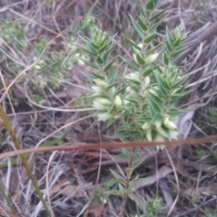 Melichrus urceolatus (Urn Heath) at Little Taylor Grasslands - 15 Sep 2017 by RosemaryRoth