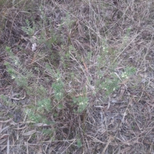 Melichrus urceolatus at Kambah, ACT - 15 Sep 2017