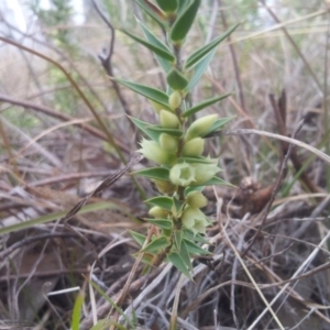 Melichrus urceolatus at Kambah, ACT - 15 Sep 2017