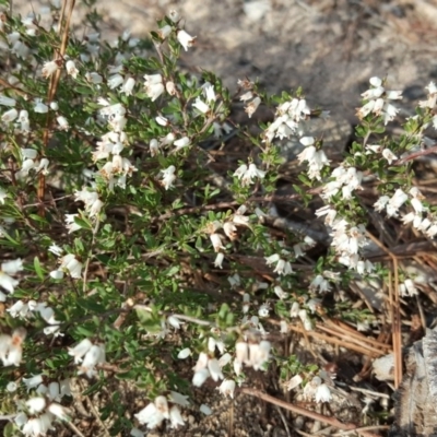 Cryptandra amara (Bitter Cryptandra) at Isaacs, ACT - 14 Sep 2017 by Mike