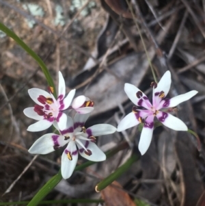 Wurmbea dioica subsp. dioica at Mount Taylor - 15 Sep 2017 09:43 PM