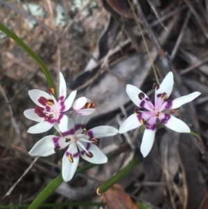 Wurmbea dioica subsp. dioica at Mount Taylor - 15 Sep 2017