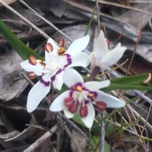 Wurmbea dioica subsp. dioica at Mount Taylor - 15 Sep 2017 09:43 PM