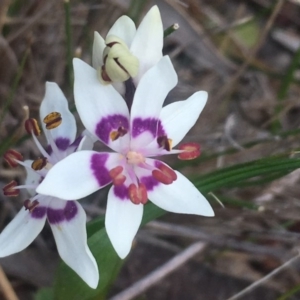 Wurmbea dioica subsp. dioica at Mount Taylor - 15 Sep 2017 09:43 PM