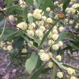 Acacia melanoxylon at Kambah, ACT - 15 Sep 2017 09:49 PM