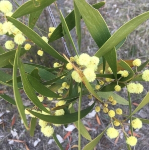 Acacia melanoxylon at Kambah, ACT - 15 Sep 2017