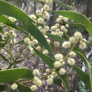 Acacia melanoxylon at Kambah, ACT - 15 Sep 2017