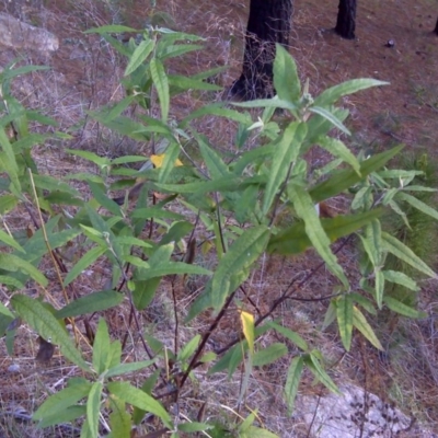 Olearia lirata (Snowy Daisybush) at Isaacs, ACT - 6 Oct 2017 by Mike