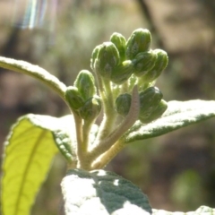 Olearia lirata at Isaacs, ACT - 6 Oct 2017