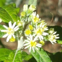 Olearia lirata at Isaacs, ACT - 6 Oct 2017