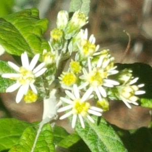 Olearia lirata at Isaacs, ACT - 6 Oct 2017