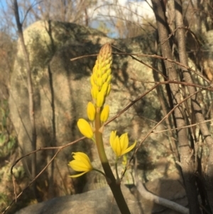 Bulbine glauca at Chifley, ACT - 15 Sep 2017 09:56 PM