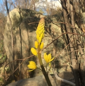 Bulbine glauca at Chifley, ACT - 15 Sep 2017