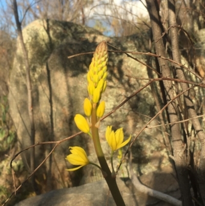 Bulbine glauca (Rock Lily) at Mount Taylor - 15 Sep 2017 by George