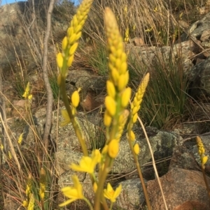 Bulbine glauca at Chifley, ACT - 15 Sep 2017 09:56 PM