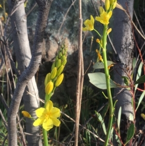 Bulbine glauca at Chifley, ACT - 15 Sep 2017