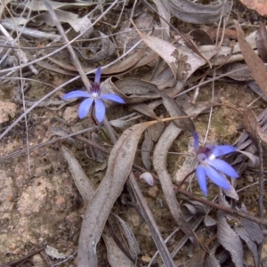 Cyanicula caerulea at Bruce, ACT - 15 Sep 2017