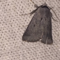 Pantydia (genus) (An Erebid moth) at O'Connor, ACT - 12 Sep 2017 by ibaird