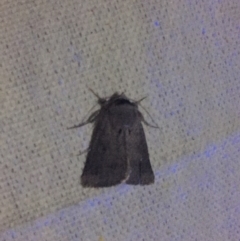 Pantydia (genus) at O'Connor, ACT - 12 Sep 2017 11:26 PM