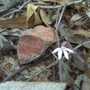 Caladenia fuscata at Canberra Central, ACT - suppressed