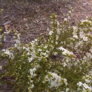 Olearia microphylla at Bruce, ACT - 15 Sep 2017