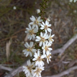 Olearia microphylla at Bruce, ACT - 15 Sep 2017 11:32 AM