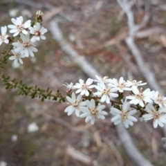 Olearia microphylla at Bruce, ACT - 15 Sep 2017