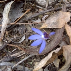 Cyanicula caerulea (Blue Fingers, Blue Fairies) at Canberra Central, ACT - 15 Sep 2017 by Mike